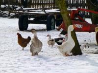 Gąski, gąski do domu- piękne prawda? ;-)