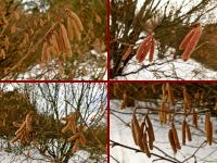 Hmmm... kwitnie i uczula...