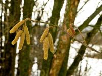 Już kwitnie leszczyna...