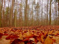Uroda jesiennego lasu