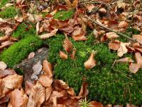 Soczyście zielony mech w lesie