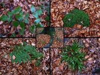 Zieleń w jesiennym lesie