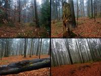 Uroda Puszczy Jodłowej