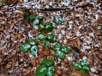 No proszę, na dole deszcz a na górze śnieg...