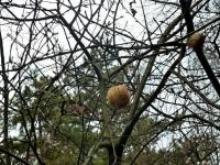 Ostatnie jabłuszko na dzikiej jabłoni