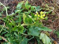 NIEDZIELNA WYCIECZKA „PIĄTEJ STRONY ŚWIATA”