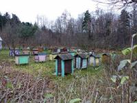 Pasieka u gospodarza