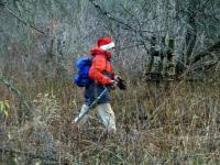 Henryczek dzielnie przedziera się przez chaszcze