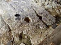 Odciski śladów dinozaurów