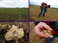 Ziemia przedborska bogata jest w kamienie z odciskami z przeszłości