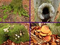 Rezerwat Bukowa Góra- ciekawostki przyrodnicze