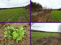 Mijamy pola gorczycy