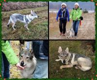 Oto nowy piechur w klubie Przygoda: wilk BALDUR- dla przyjaciół BALDI