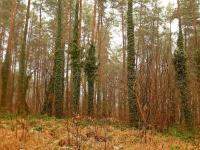 Drzewa owinięte bluszczem