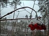 Ta kalina o mało nie doprowadziła nas do zaginięcia w akcji
