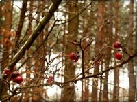 A to chyba głóg???;-))) Proszę mnie oświecić jeśli się mylę...