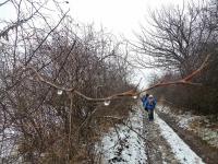 Kropelki na gałęzi