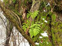 Paprotka "nadrzewna"