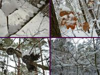 XXV Rajd Zimowy PTTK Końskie- zima przyszła jak na zamówienie