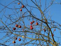 Rajskie jabłuszka?;-))