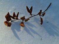 gałązka na śniegu