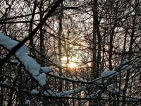 Słonko przeswituje poprzez gałęzie