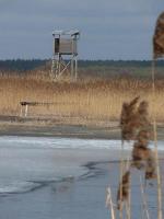 Ambona myśliwska na zamarzniętych bagnach- pozdrowienia dla Adriana