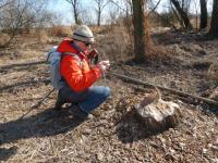 Wchodzimy w krzaczki nadrzeczne- Henio fotografuje robótkę bobrów