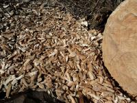 Popatrzcie jekie piękne wiórka