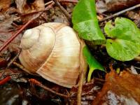 Po drodze dołączył do nas "pan slimak"- czyżby myslał, że nas przegoni?;-)))