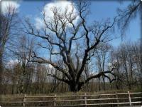 Dąb "BARTEK"- kochany staruszek