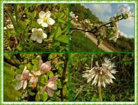 Majowa wędrówka i nabożeństwo majowe KTP 'Przygoda"