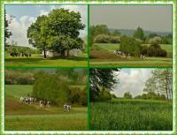 Majowa wędrówka i nabożeństwo majowe KTP 'Przygoda"