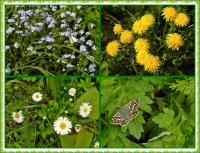 Majowa wędrówka i nabożeństwo majowe KTP 'Przygoda"