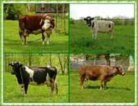 Majowa wędrówka i nabożeństwo majowe KTP 'Przygoda"