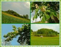 Majowa wędrówka i nabożeństwo majowe KTP 'Przygoda"