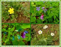 Majowa wędrówka i nabożeństwo majowe KTP 'Przygoda"