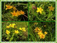 Majowa wędrówka i nabożeństwo majowe KTP 'Przygoda"