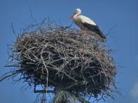 „Przez całe życie z plecakiem…”- wyprawa klubu „Przygoda” śladami dr Mieczysława Orłowicza