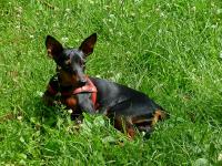 Porko- psi maratończyk