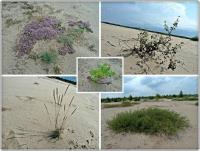 Nawet na pustynnych piaskach życie potrafi się samo obronić