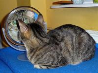 Lustereczko, powiedz przecie, kto jest najładniejszy w świecie...