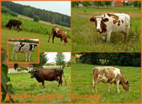 21 lipca 2012- XII Opoczyński Maraton Pieszy na 50 km- wspomnienia...