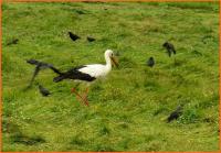 21 lipca 2012- XII Opoczyński Maraton Pieszy na 50 km- wspomnienia...