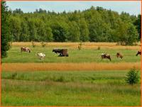 21 lipca 2012- XII Opoczyński Maraton Pieszy na 50 km- wspomnienia...