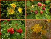 21 lipca 2012- XII Opoczyński Maraton Pieszy na 50 km- wspomnienia...