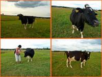 21 lipca 2012- XII Opoczyński Maraton Pieszy na 50 km- wspomnienia...