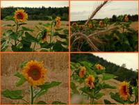 21 lipca 2012- XII Opoczyński Maraton Pieszy na 50 km- wspomnienia...