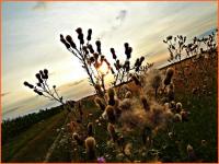 21 lipca 2012- XII Opoczyński Maraton Pieszy na 50 km- wspomnienia...