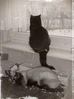 KUBA i ZUZA na starej fotografii